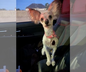 POPPY S - Female Silky Terrier-Unknown Mix Dog for Adoption - Photo #2