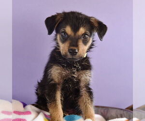 Australian Shepherd-Unknown Mix Dogs for adoption in Sheridan, CO, USA