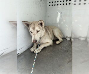 Siberian Husky Dogs for adoption in Stockton, CA, USA