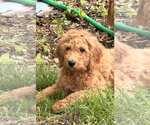 Small #2 Golden Retriever