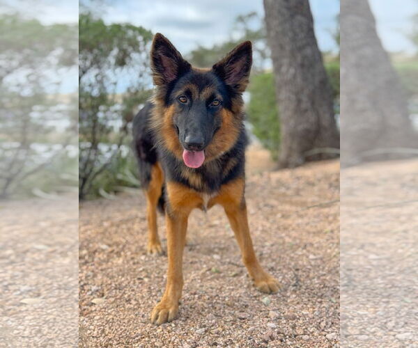 Medium Photo #1 Collie-Unknown Mix Puppy For Sale in PIPE CREEK, TX, USA