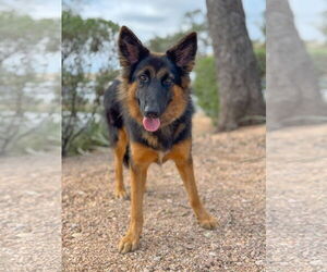 Collie-Unknown Mix Dogs for adoption in PIPE CREEK, TX, USA