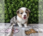 Small #10 Pembroke Welsh Corgi