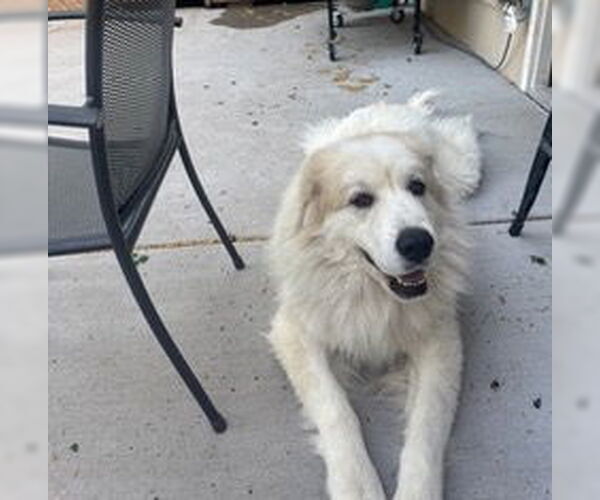Medium Photo #8 Great Pyrenees Puppy For Sale in Brooklyn Center, MN, USA