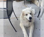 Small #7 Great Pyrenees