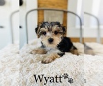 Small Photo #5 Morkie Puppy For Sale in COOKEVILLE, TN, USA