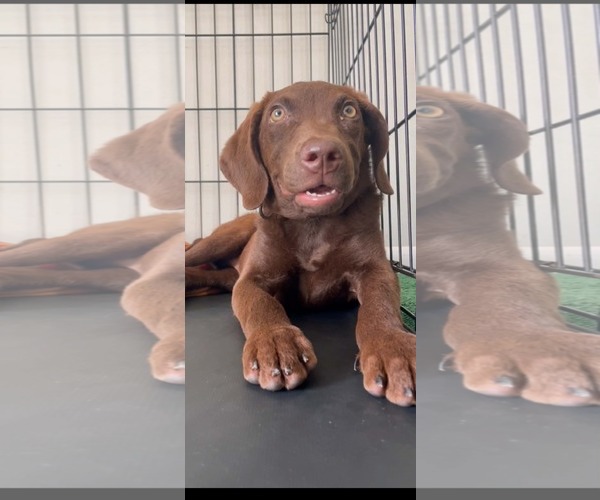 Medium Photo #3 Chesador Puppy For Sale in Des Moines, IA, USA