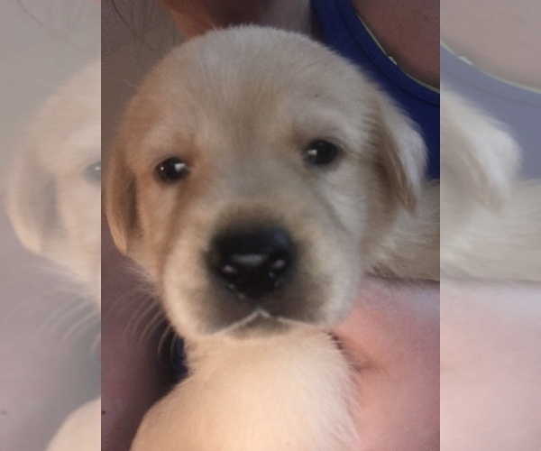 Medium Photo #1 Labrador Retriever Puppy For Sale in SARASOTA, FL, USA