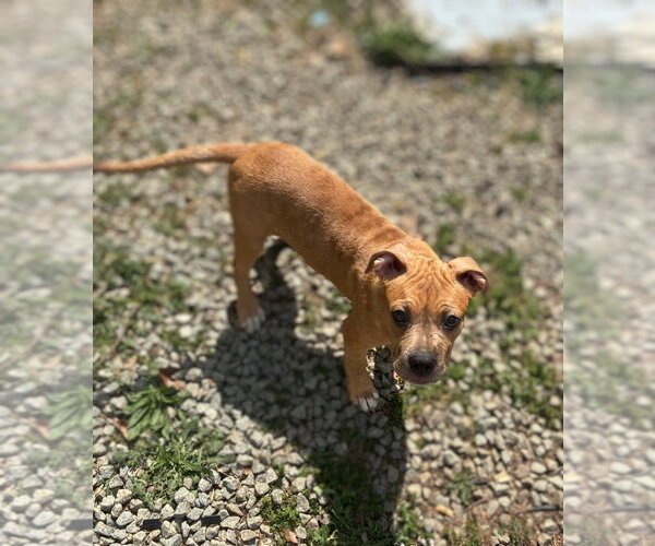 Medium Photo #5 Boxer-Unknown Mix Puppy For Sale in Holly Springs, NC, USA