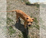 Small #4 Boxer Mix