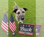 Small Anatolian Shepherd Mix