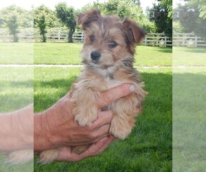 Yorkshire Terrier Puppy for sale in CENTRAL POINT, OR, USA