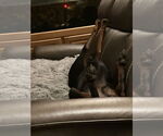 Small #4 Doberman Pinscher