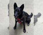 Small #1 German Shepherd Dog Mix