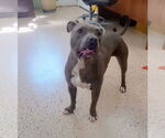 Small Photo #13 American Pit Bull Terrier Puppy For Sale in York, SC, USA
