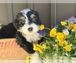 Small #3 Miniature Bernedoodle