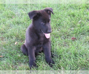 German Shepherd Dog Puppy for sale in COLUMBUS, NE, USA