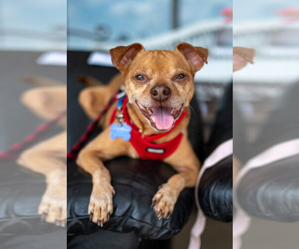 Medium Photo #14 Chihuahua-Unknown Mix Puppy For Sale in Mundelein, IL, USA