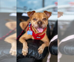 Russ - Male Chihuahua-Unknown Mix Dog for Adoption - Photo #14