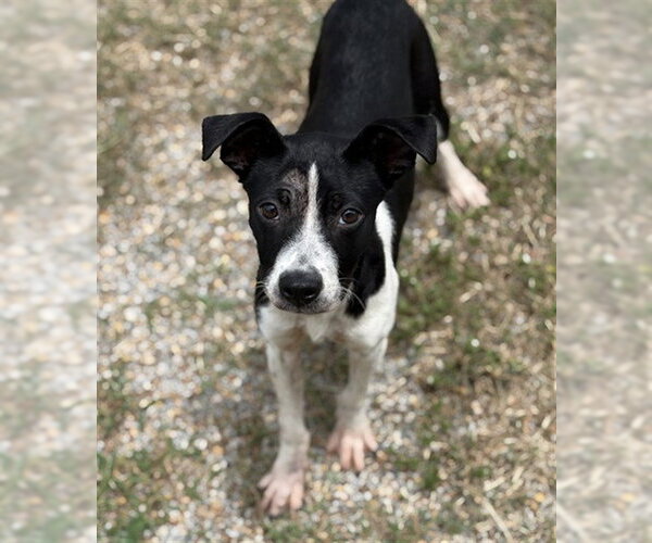 Medium Photo #2 Mutt Puppy For Sale in Augusta, GA, USA