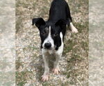 Small #1 Mutt