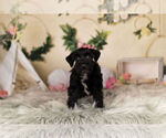 Small Photo #4 Schnauzer (Miniature) Puppy For Sale in WARSAW, IN, USA
