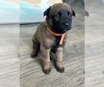 Puppy 8 Malinois