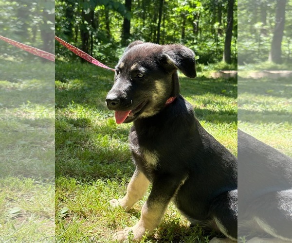 Medium Photo #1 German Shepherd Dog-Unknown Mix Puppy For Sale in HOPKINSVILLE/PRINCETON, KY, NH, USA