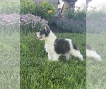 Small #5 Schnauzer (Miniature)