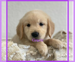 Puppy Gracie Golden Retriever