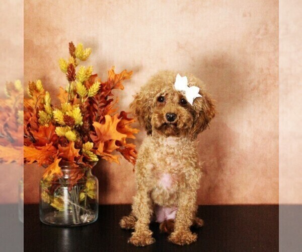 Medium Photo #1 Poodle (Toy) Puppy For Sale in COATESVILLE, PA, USA