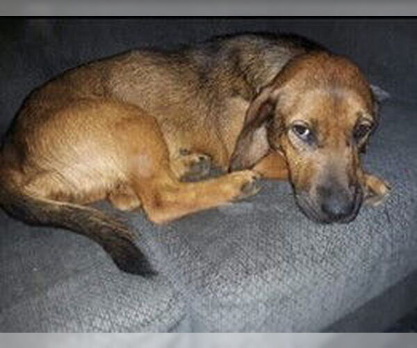 Medium Photo #1 Basset Hound-Unknown Mix Puppy For Sale in Aurora, IN, USA