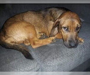 Basset Hound-Unknown Mix Dogs for adoption in Aurora, IN, USA