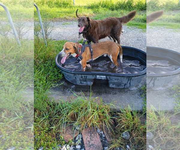 Medium Photo #7 Beagle-Unknown Mix Puppy For Sale in Dunnellon, FL, USA