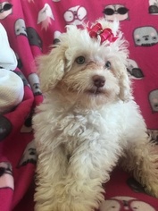 Maltese-Poodle (Toy) Mix Puppy for sale in PUNTA GORDA, FL, USA