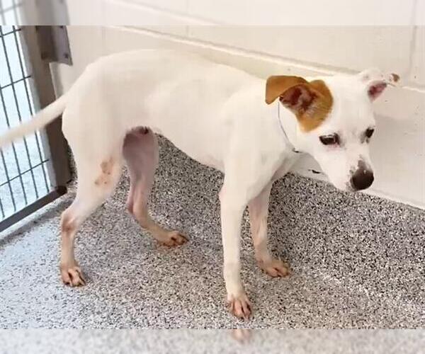 Medium Photo #1 American Pit Bull Terrier-Unknown Mix Puppy For Sale in Houston, TX, USA