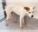 Small Photo #1 American Pit Bull Terrier-Unknown Mix Puppy For Sale in Houston, TX, USA