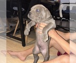Small #2 American Bandogge mastiff