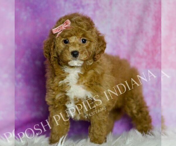 Medium Photo #32 Goldendoodle (Miniature) Puppy For Sale in WARSAW, IN, USA