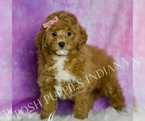 Medium Goldendoodle (Miniature)