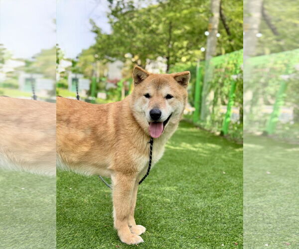 Medium Photo #4 Shiba Inu-Unknown Mix Puppy For Sale in Seattle, WA, USA