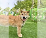 Small #3 Shiba Inu Mix