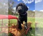 Small #2 Labrador Retriever