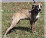Small #2 Feist Terrier Mix