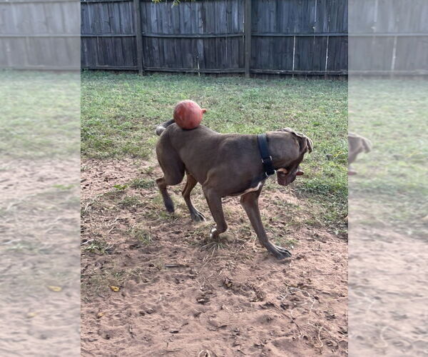 Medium Photo #4 Great Dane-Unknown Mix Puppy For Sale in Bullard, TX, USA