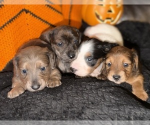 Dachshund Puppy for sale in MEDFORD, OR, USA