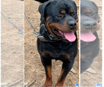 Small Photo #1 Rottweiler Puppy For Sale in WALLINGFORD, CT, USA