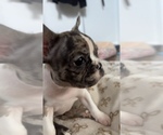 Small #1 French Bulldog
