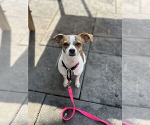 Jack Chi Dogs for adoption in Oakhurst, NJ, USA