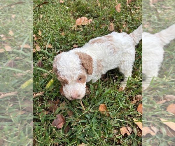 Medium Photo #11 Bernedoodle (Miniature) (+ Poodle Miniature) Puppy For Sale in TRAVELERS REST, SC, USA